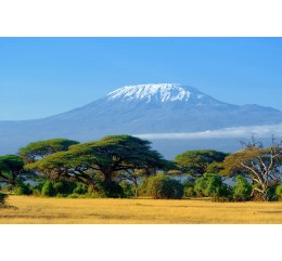 Tanzanie - "Kilimandjaro" - Shimbwe - A - BIO