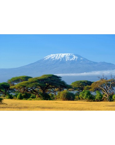 Tanzanie - "Kilimandjaro" - Shimbwe - A - BIO