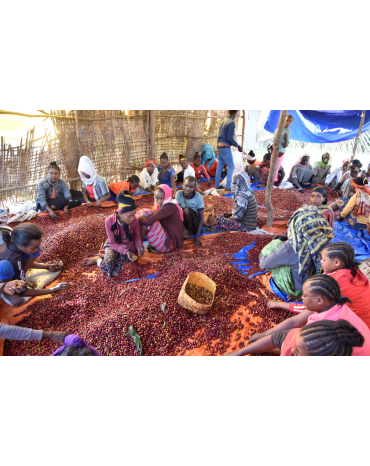 Cafés de Fôret / Micro-Lot - Ato DUKAL / DWD - ETHIOPIE | Sidama | Bombe - Honey Rouge