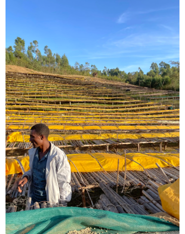 Cafés de Fôret / Micro-Lot - Ato DUKAL / DWD - ETHIOPIE | Sidama | Bombe - Honey Rouge