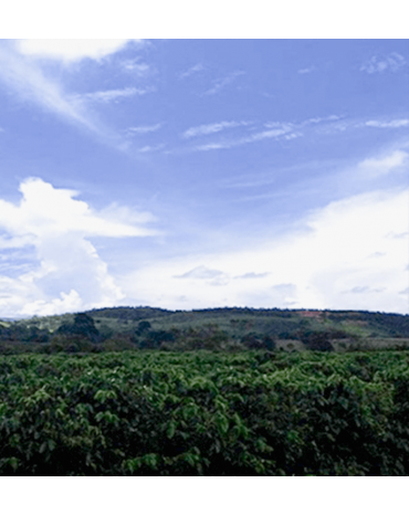 Brésil - Rosàlia| CERRADO MINEIRO | MINAS GERAIS