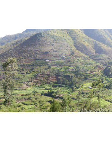 Ethiopie -  Harrar | Bedeno - Gr4