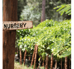 Micro-Lot / Boyce Harries - KENYA | CHANIA ESTATE | PROVINCE CENTRALE | Thika