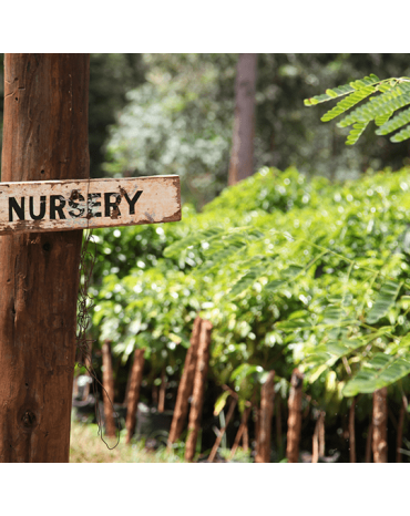 Micro-Lot / Boyce Harries - KENYA | CHANIA ESTATE | PROVINCE CENTRALE | Thika