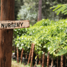Micro-Lot / Boyce Harries - KENYA | CHANIA ESTATE | PROVINCE CENTRALE | Thika