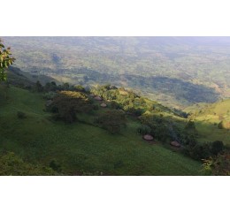 Ethiopie - LIMU  - Décaféiné Sans Solvants - Eau (SUISSE WATER)| Kaffa - Gr2
