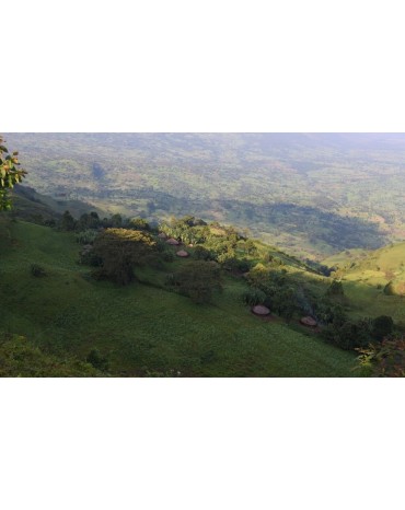 Ethiopie - LIMU  - Décaféiné Sans Solvants - Eau (SUISSE WATER)| Kaffa - Gr2