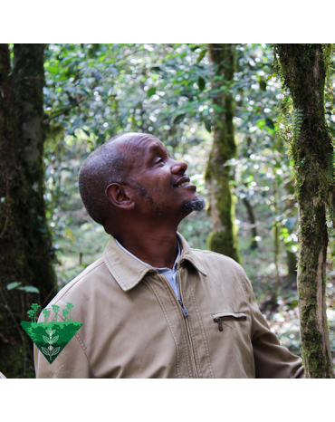 Cafés de Fôret / Mustafa MOHAMED ALI - ETHIOPIE | Kedamessa - Mana Mufti | GOMMA| JIMMA - Honey- BIO