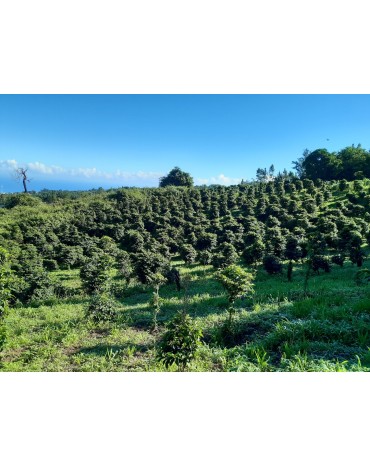 PRESTIGE -  France - Réunion - TAN ROUGE - Mr YEWSHING - Domaines des caféières -  Bourbon Pointu - Red  Honey