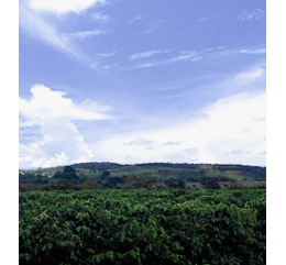 Brésil - Fine Cup - Santos - Minas Gerais -  NY 2/3 SS Crible 16/18