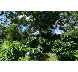 Colombie - Cauca - FCC - CHOCO - Lavé - FCCO by Sail