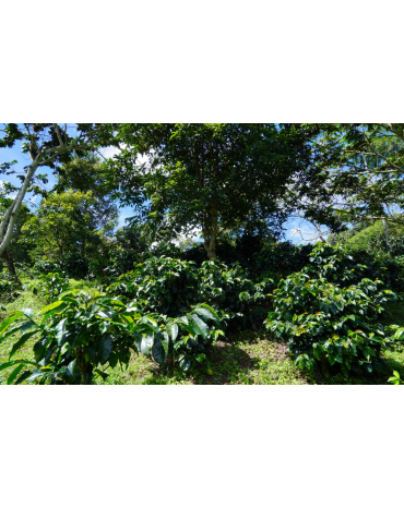 Colombie - Cauca - FCC - CHOCO - Lavé - FCCO by Sail