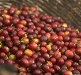 Mexique - Chiapas - SUEÑO - Lavé - Deca Mountain Water