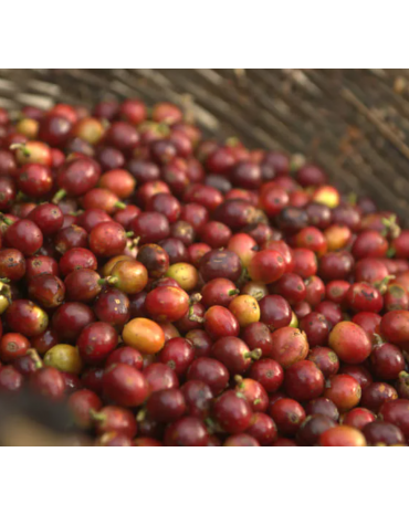 Mexique - Chiapas - SUEÑO - Lavé - Deca Mountain Water