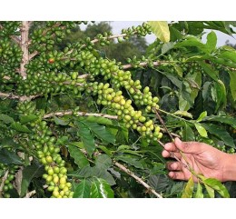 Indonésie Mandheling Gayo Mountain Sumatra  BIO