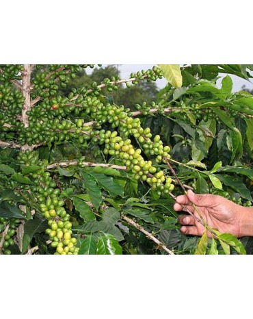 Indonésie Mandheling Gayo Mountain Sumatra  BIO
