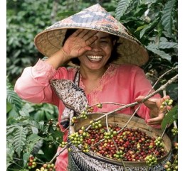 Indonésie Mandheling Gayo Mountain Sumatra  BIO