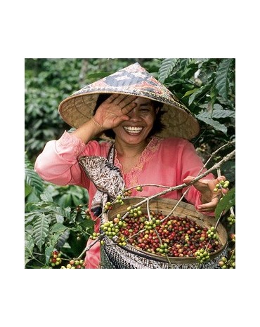 Indonésie Mandheling Gayo Mountain Sumatra  BIO