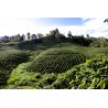 Colombie - EXCELSO EP| EJE CAFETERO | CAUCA, ANTIOQUIA & TOLIMA