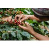 Colombie - EXCELSO EP| EJE CAFETERO | CAUCA, ANTIOQUIA & TOLIMA