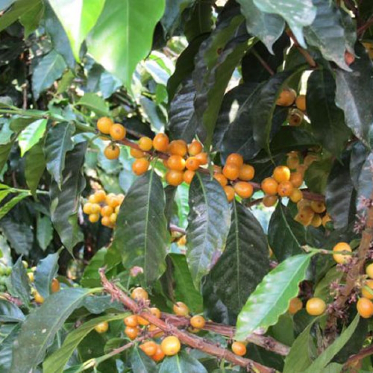 Le Café au Guatemala.